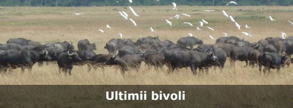 Ultimii bivoli